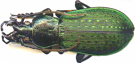 http://www.gorodinski.ru/carabus/Ohomopterus insulicola s.str.jpg